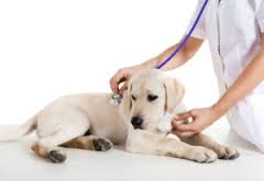 What happens at the vet - by Dr. Megan Kelly