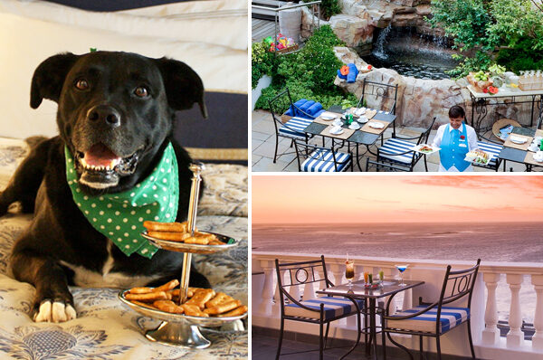 Pet Friendly Restaurants in Cape Town