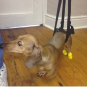 Holisticpet Daschund walker