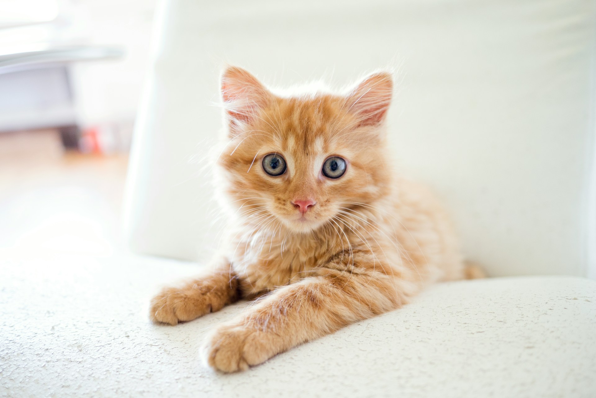shop cat